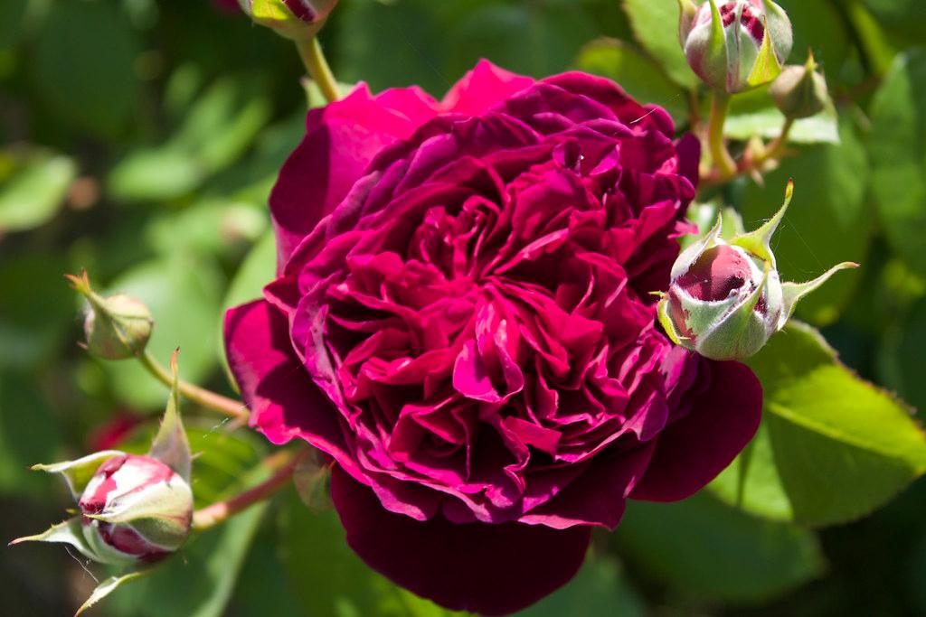 Austin Home and Garden Guide: Find Seasonal Sales, Workshops Today